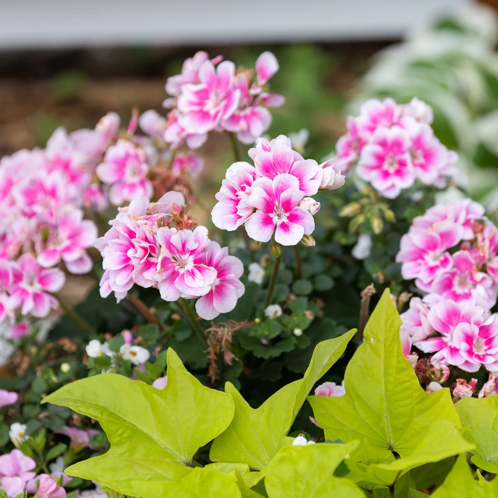 Beautiful pink and white flowers