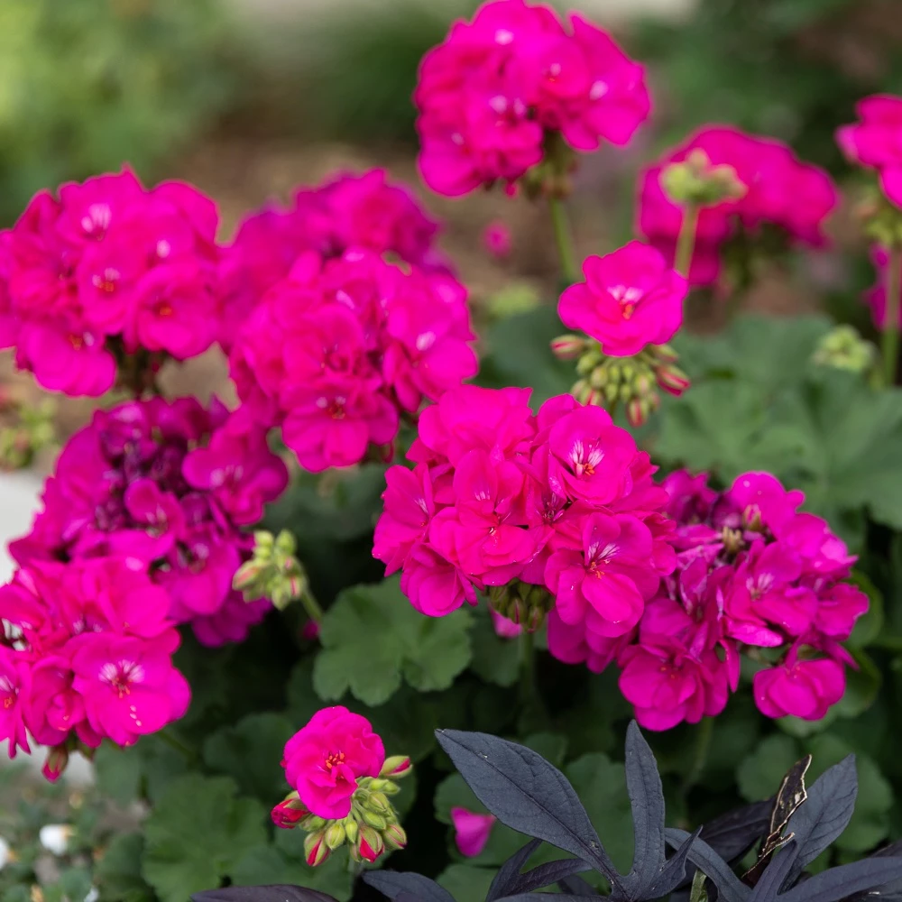 Pink flowers outside of Country Cottage