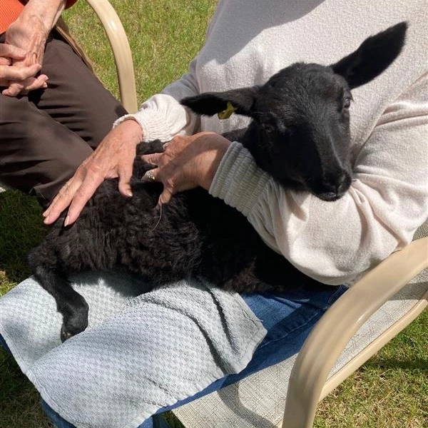 Woman holding black goat at petting zoo