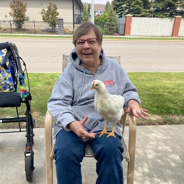 Woman holding chicken on lap
